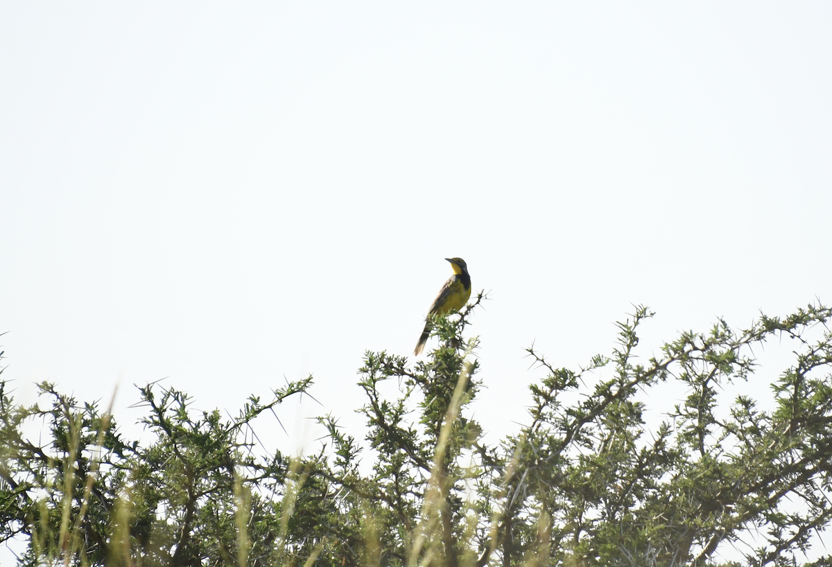 Yellow-throated Longclaw - ML641656551