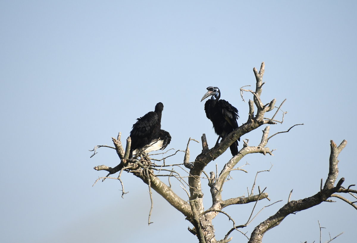 Abyssinian Ground-Hornbill - ML641656570