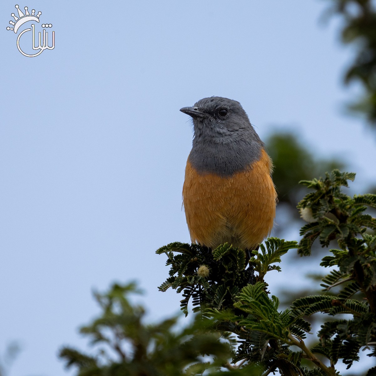 Little Rock-Thrush - ML641656571
