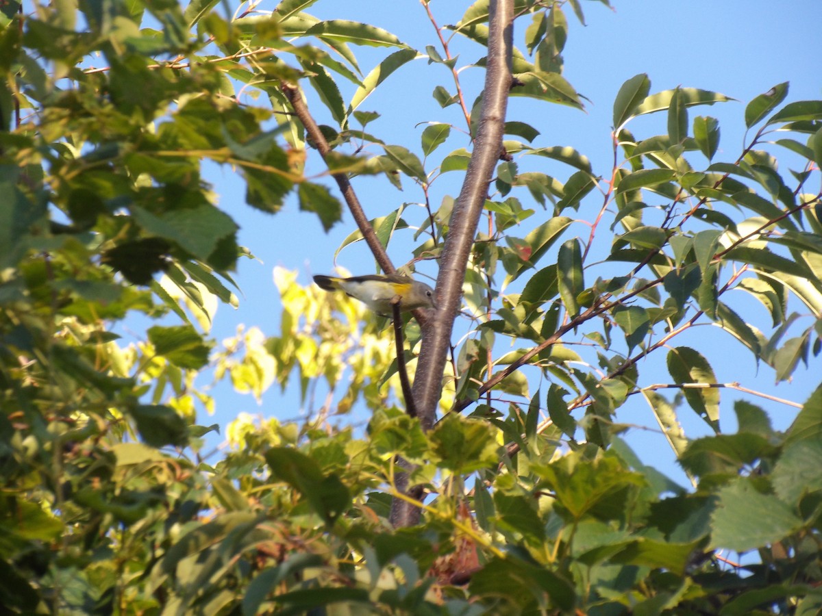 Paruline flamboyante - ML641656575