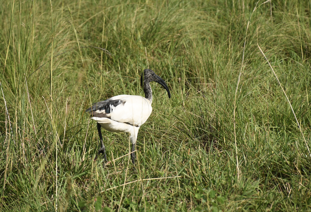 African Sacred Ibis - ML641656580