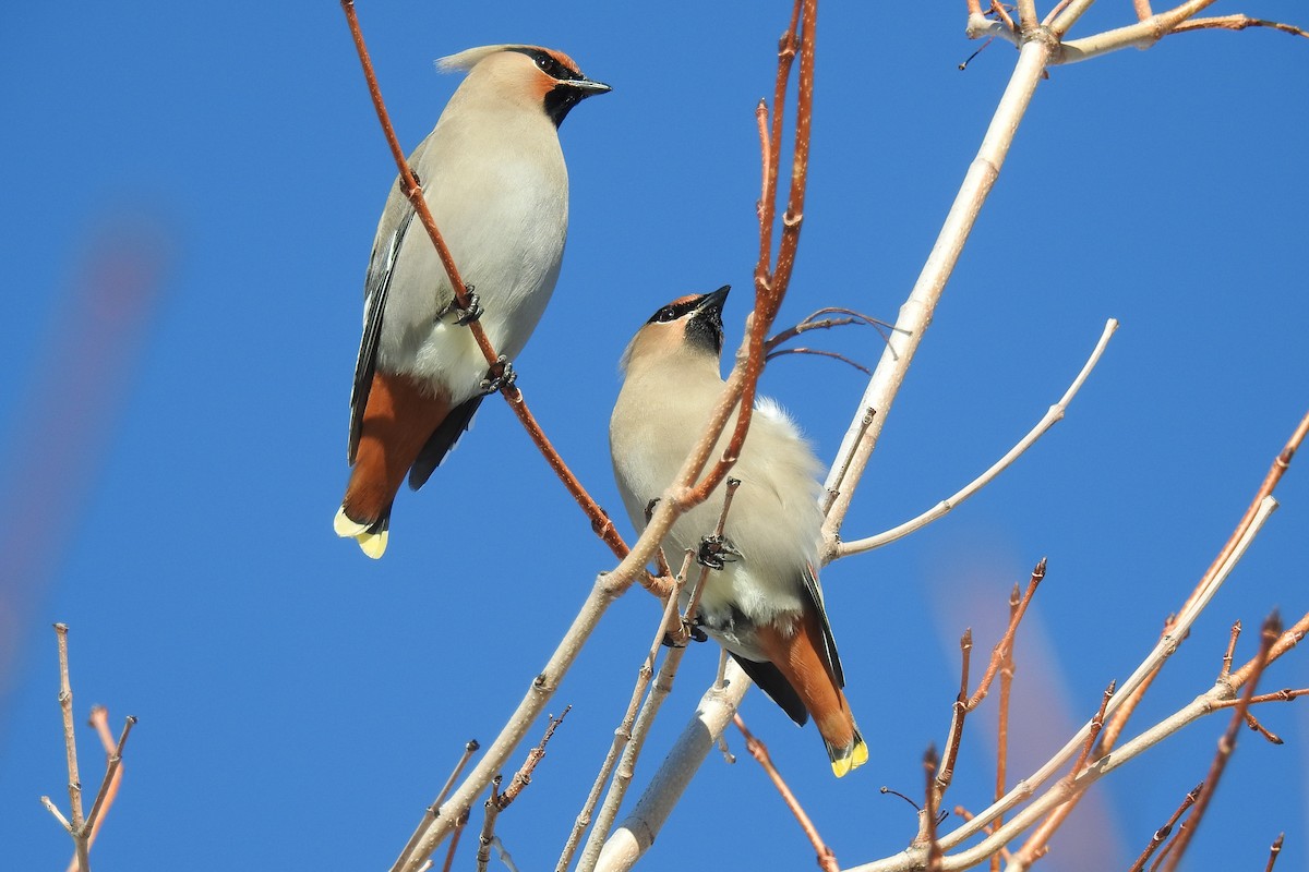 Bohemian Waxwing - ML641656601