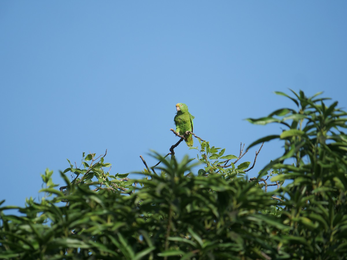 Yellow-crowned Amazon - ML641656607