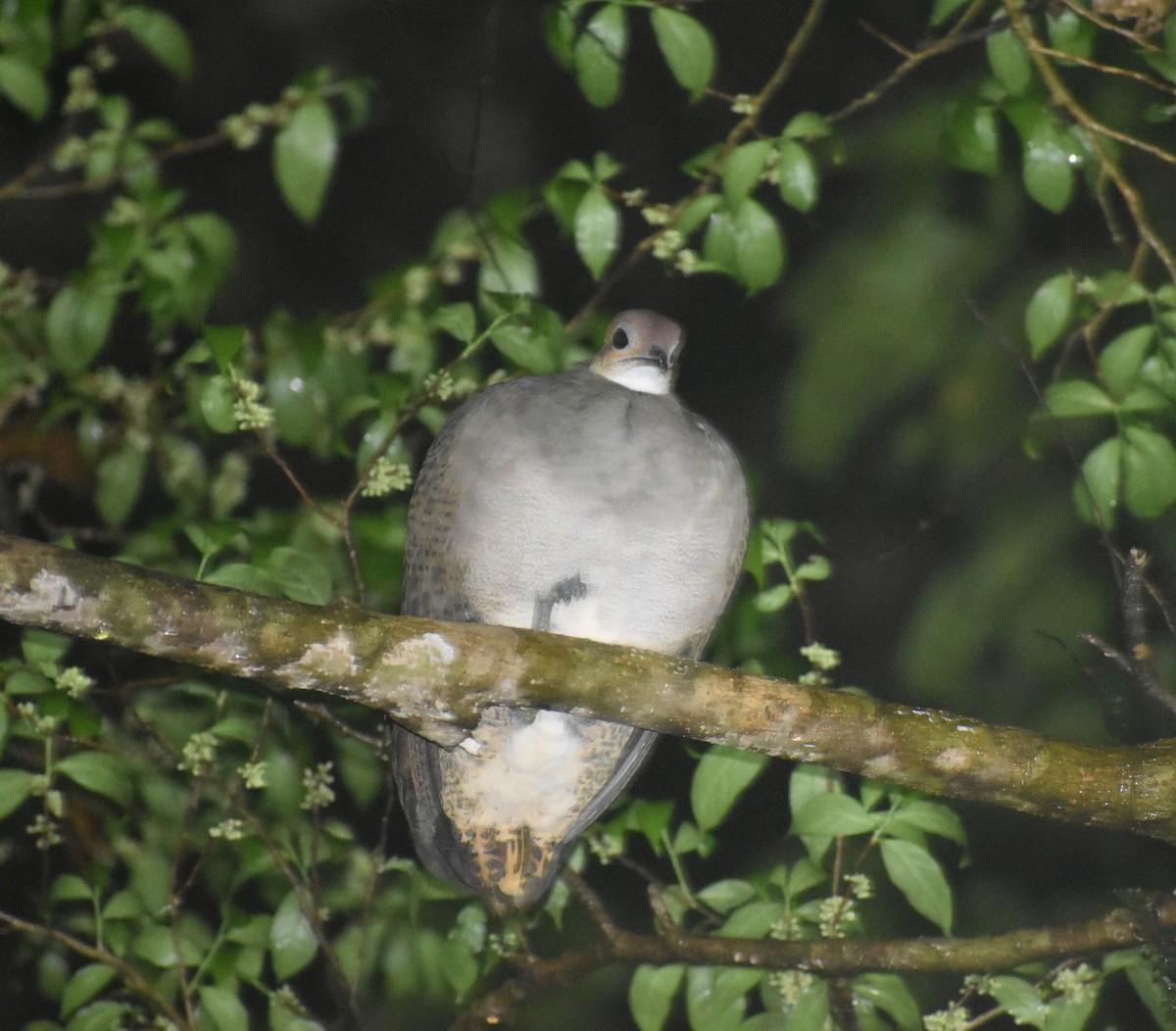 Great Tinamou - ML641656612