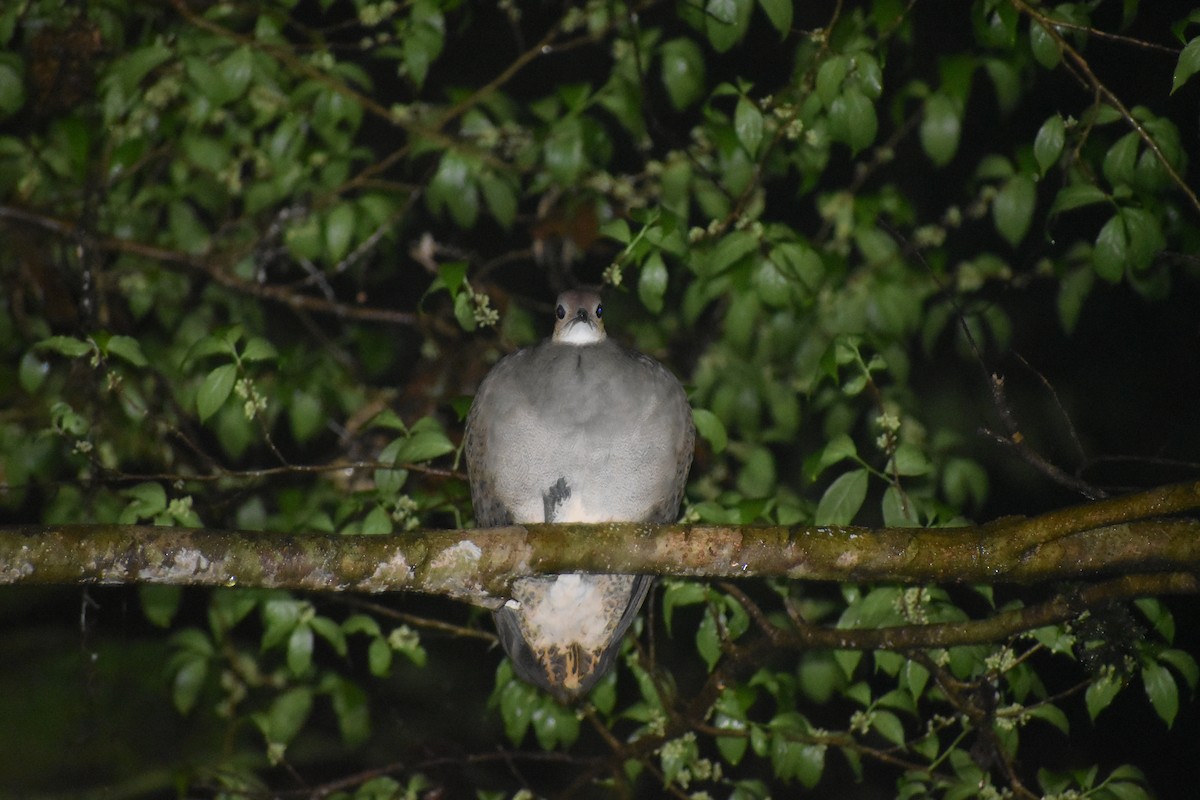 Great Tinamou - ML641656613