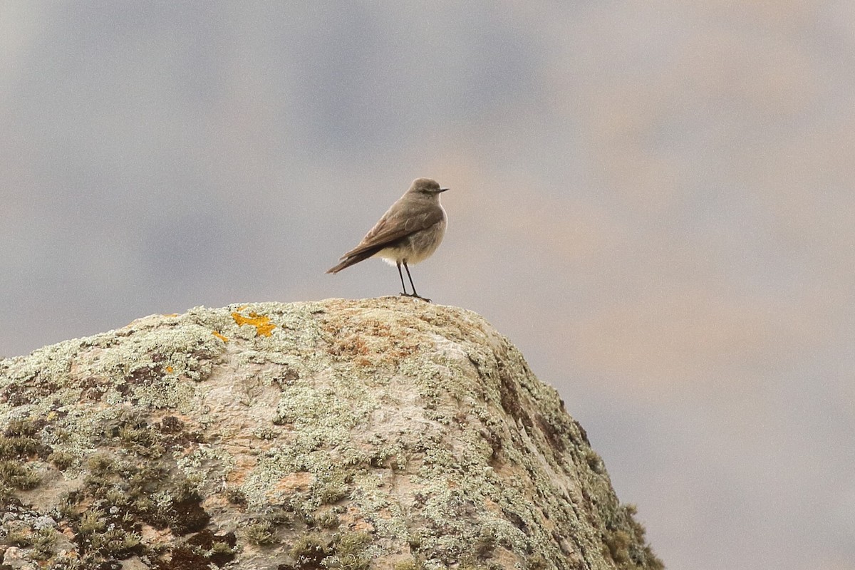 Cinereous Ground-Tyrant - ML641656617