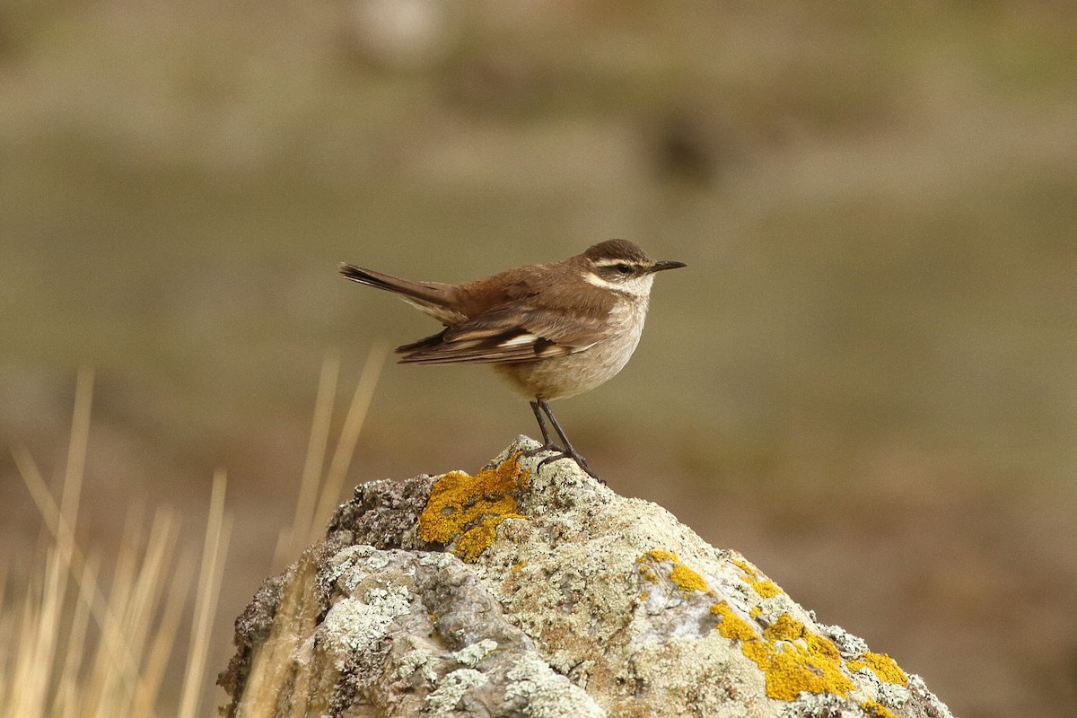 White-winged Cinclodes - ML641656630