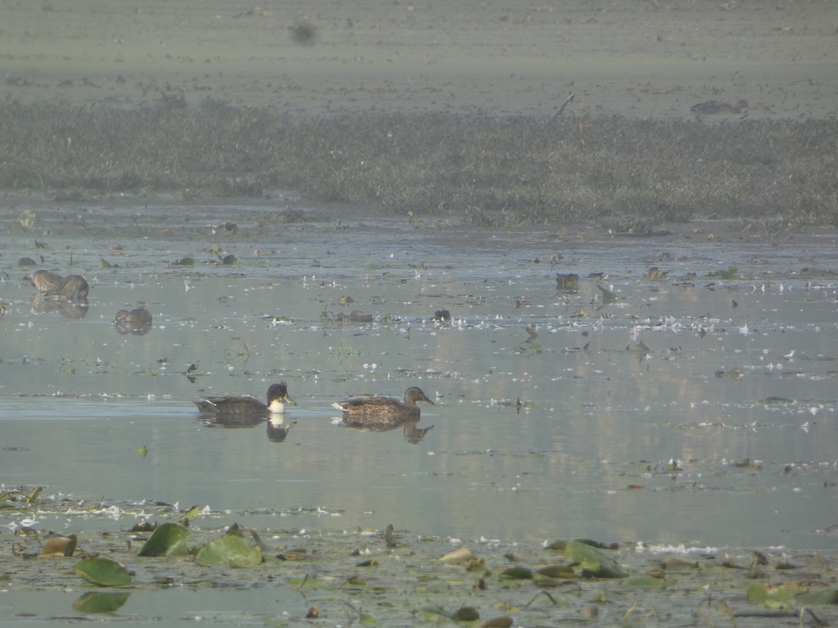 Mallard (Domestic type) - ML641656679