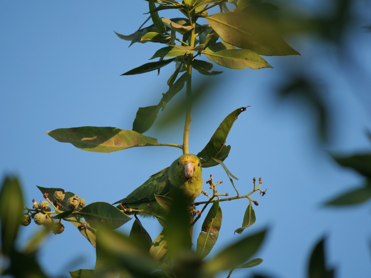 Yellow-crowned Amazon - ML641656693