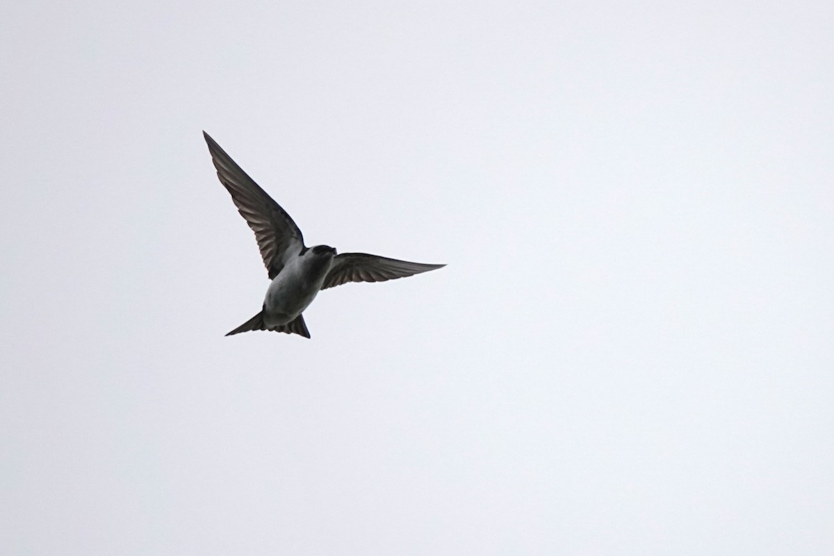 Hirondelle à face blanche - ML641656767