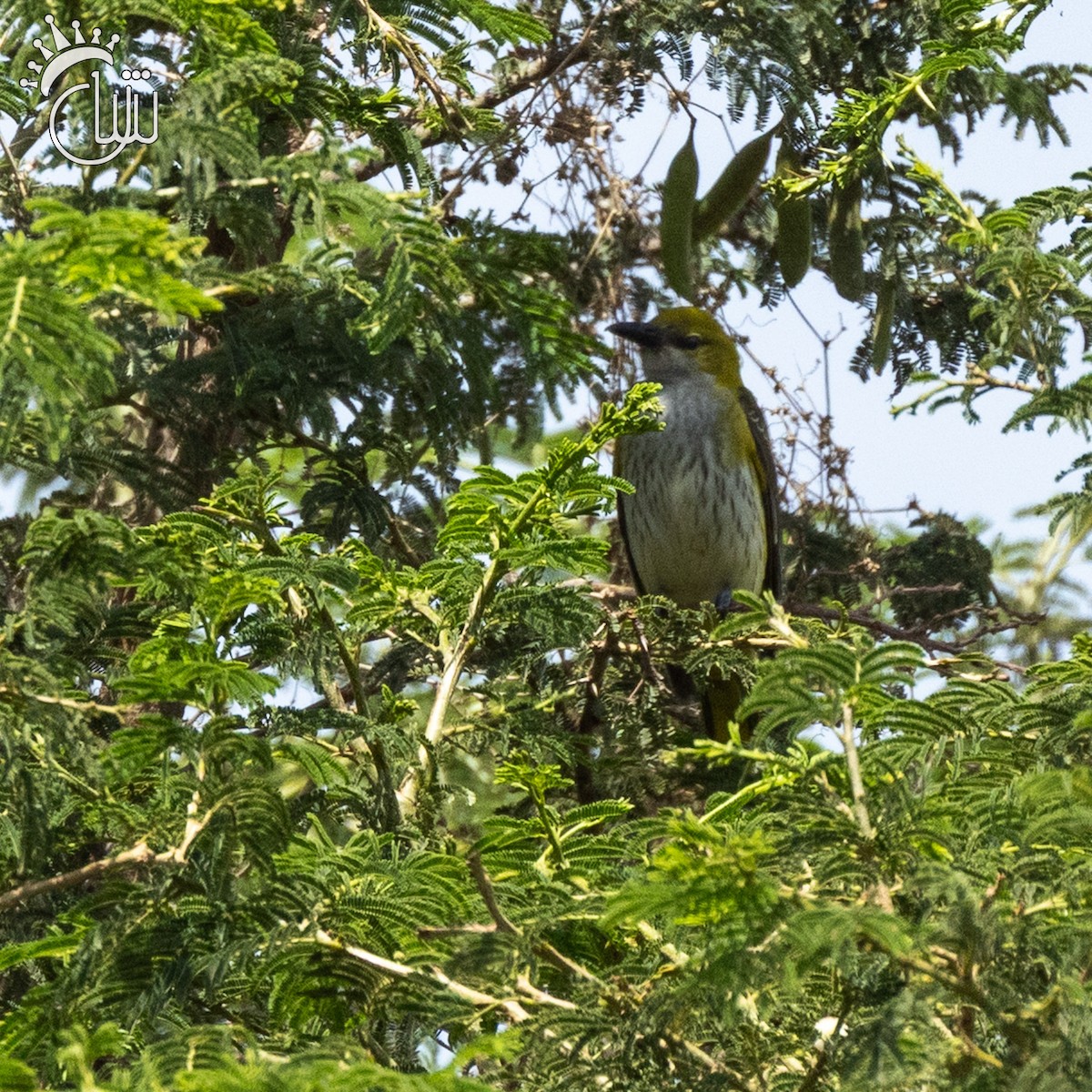Eurasian Golden Oriole - ML641656805
