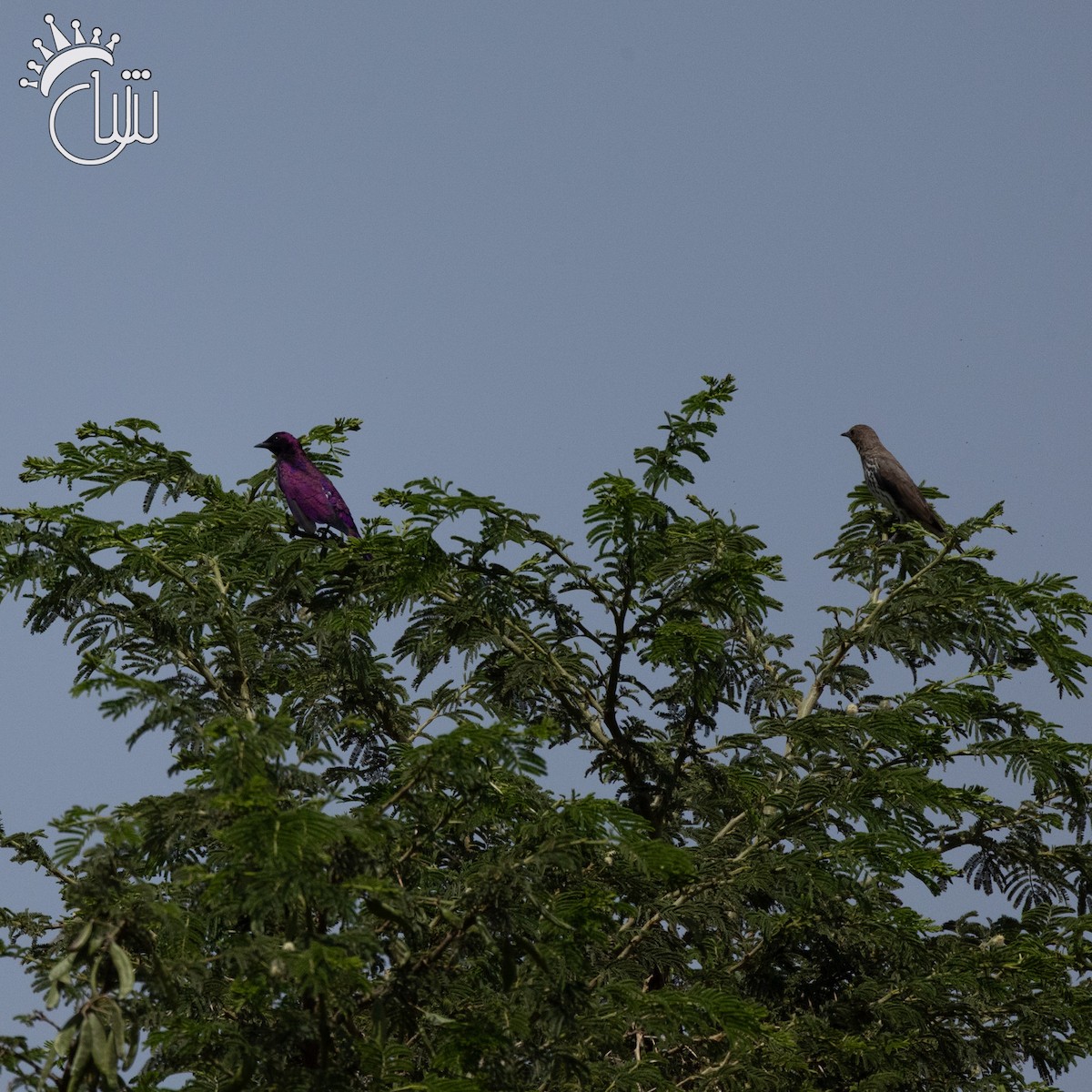 Violet-backed Starling - ML641656818