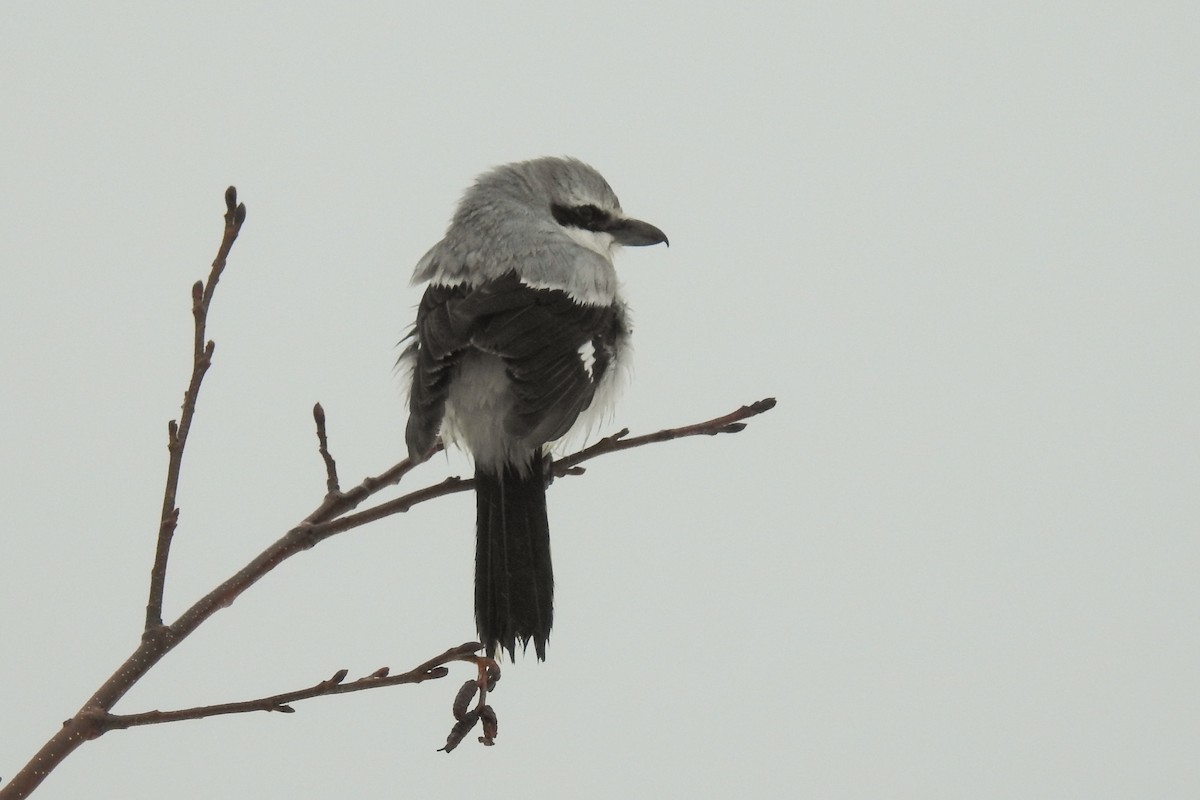 Alcaudón Boreal - ML641656867