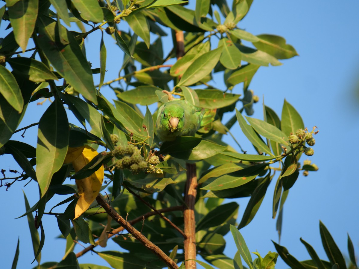 Turquoise-winged Parrotlet - ML641656897