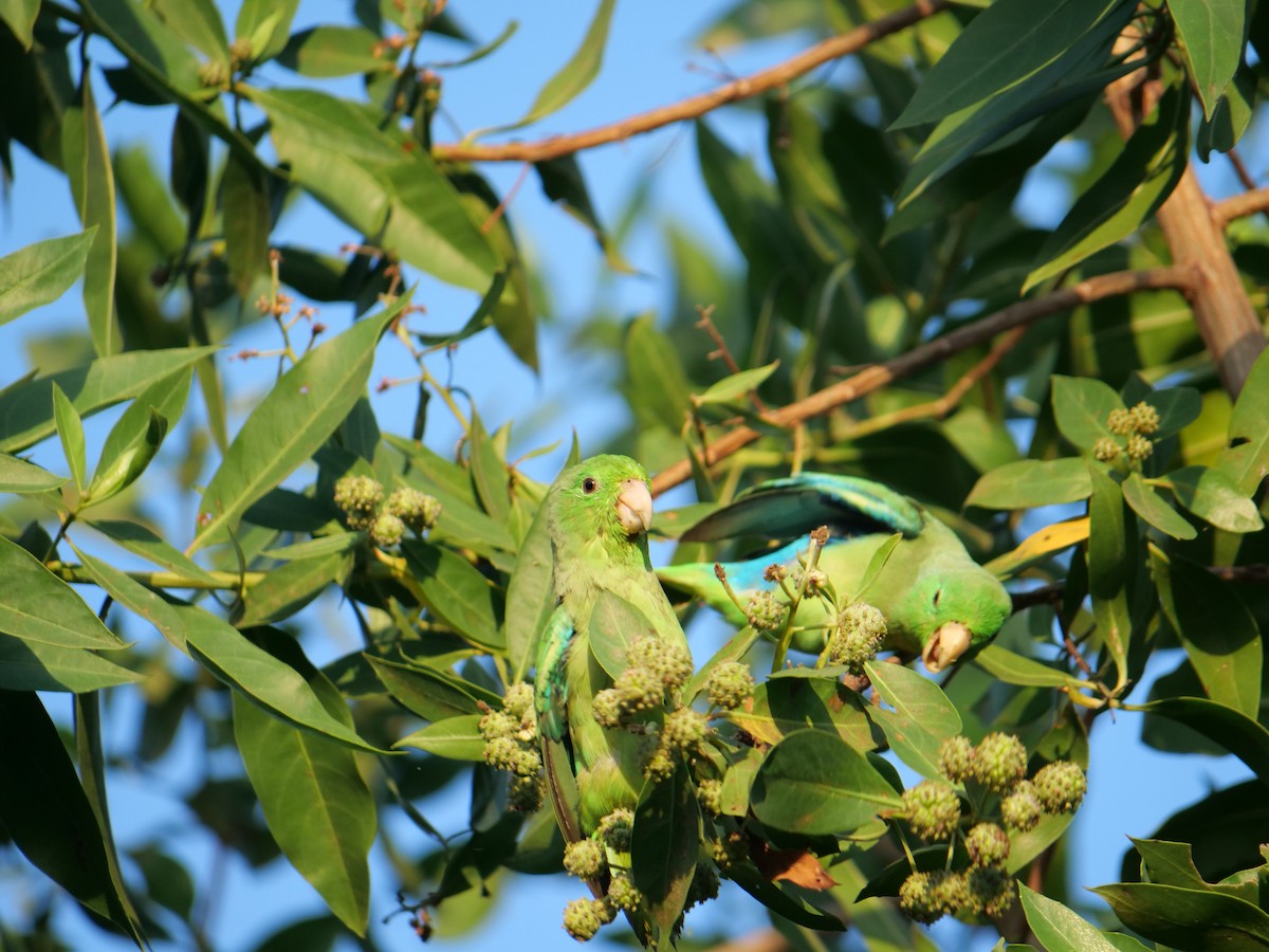 Turquoise-winged Parrotlet - ML641656900