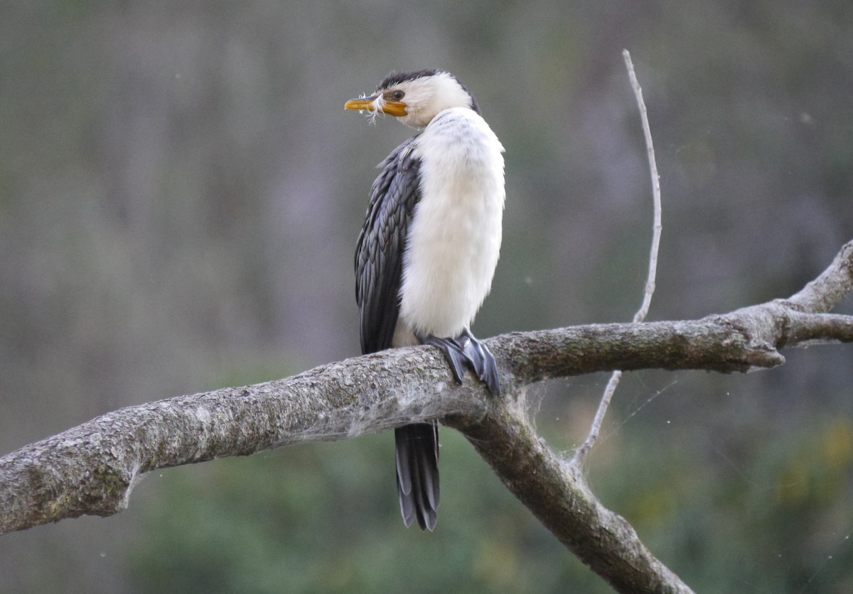 Пёстрый баклан - ML64165691