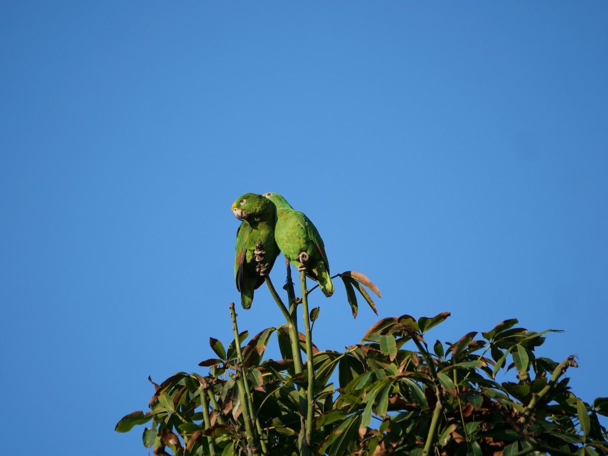 Yellow-crowned Amazon - ML641656910