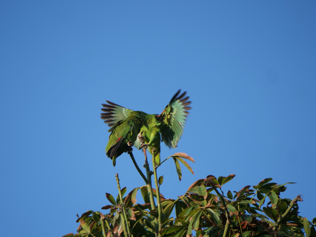 Yellow-crowned Amazon - ML641656912