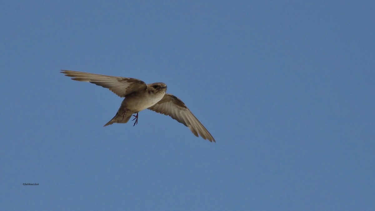 Eurasian Crag-Martin - ML641656941