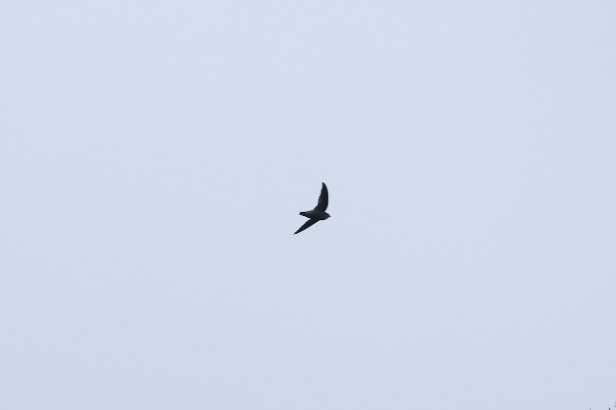 Gray-rumped Swift - ML641656954