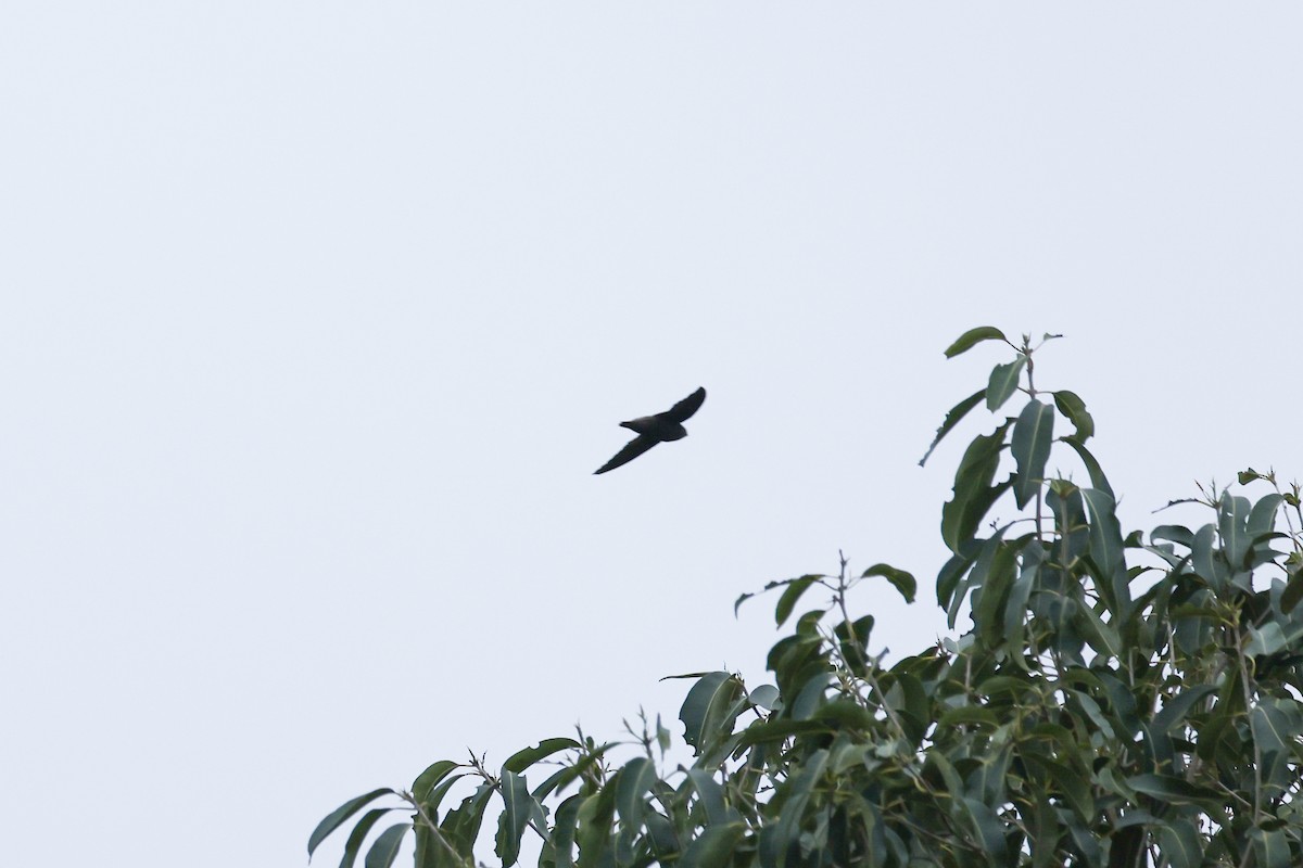 Gray-rumped Swift - ML641656955