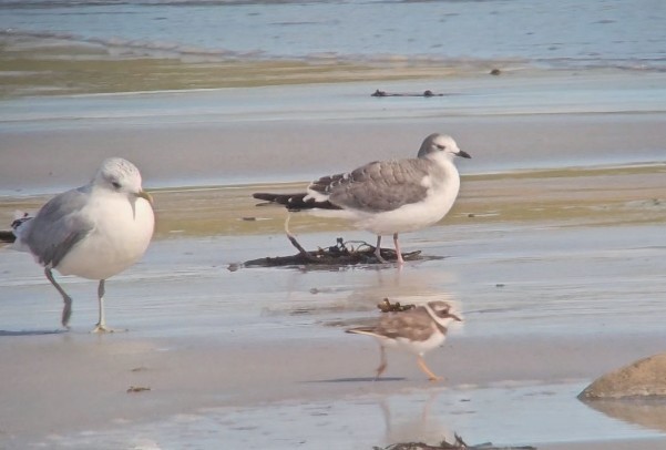Sabine's Gull - ML641656975