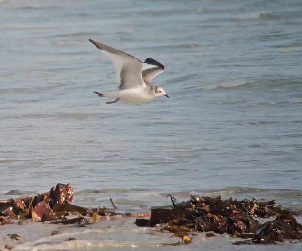 Sabine's Gull - ML641656976