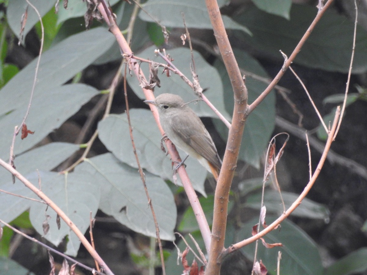 Rusty-tailed Flycatcher - ML641656981