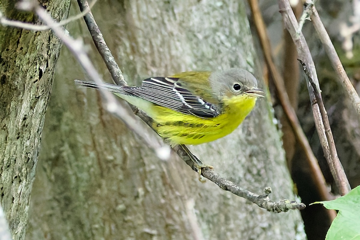 Magnolia Warbler - ML641656982