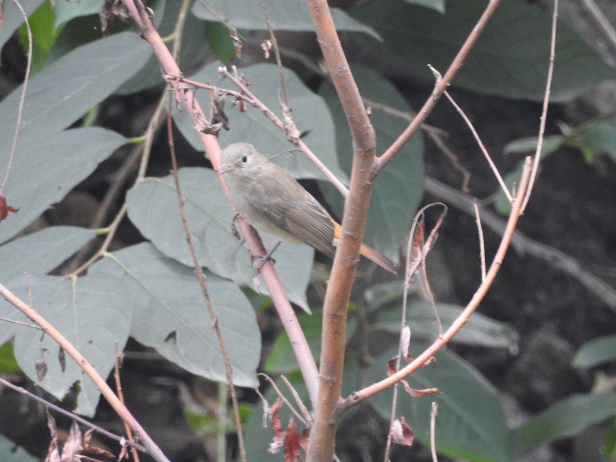 Rusty-tailed Flycatcher - ML641656983