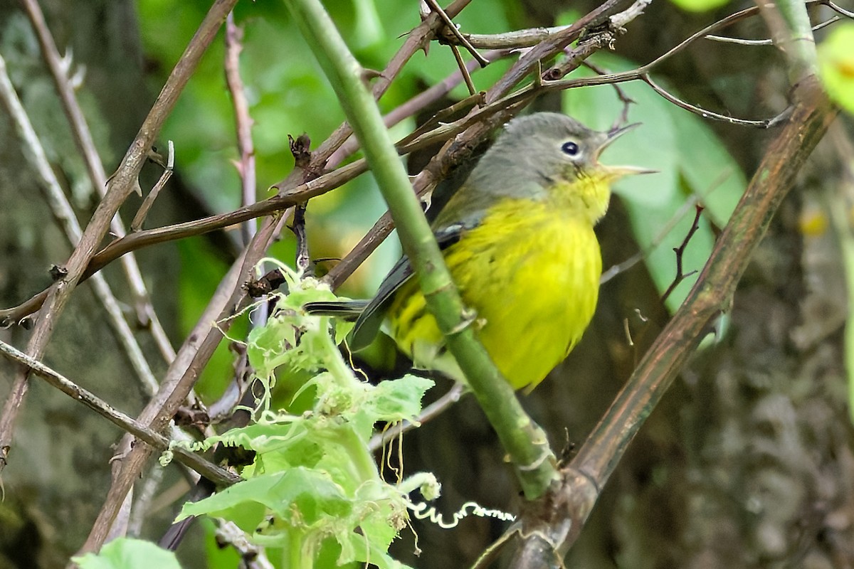 Magnolia Warbler - ML641656985
