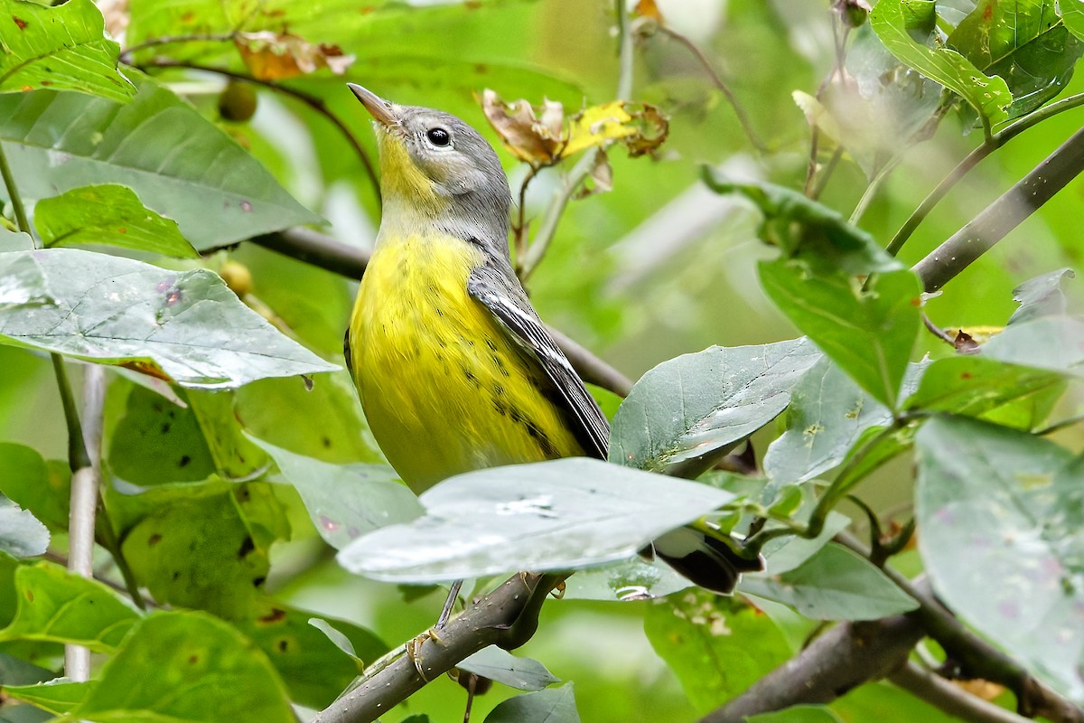 Magnolia Warbler - ML641656986