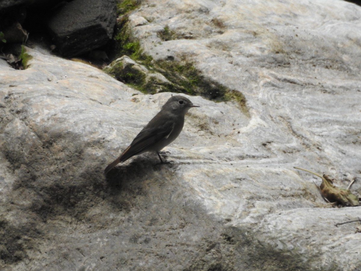 Rusty-tailed Flycatcher - ML641656987