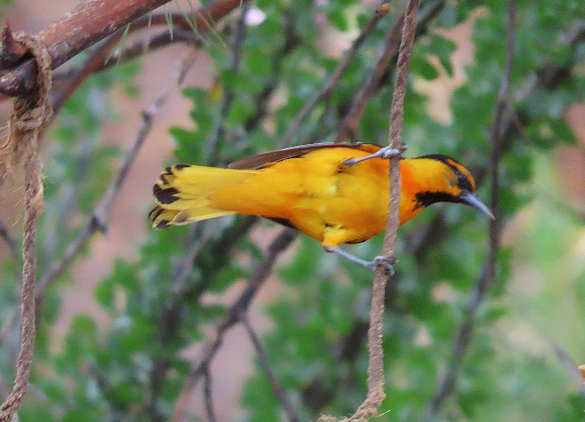 Bullock's Oriole - ML641656989