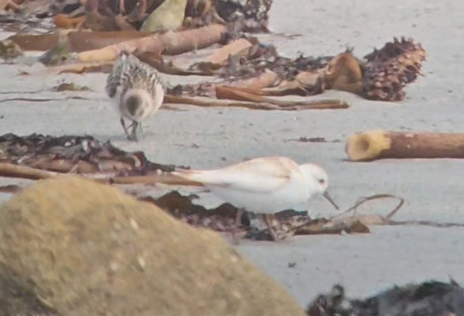 Гурвалж элсэг - ML641656996