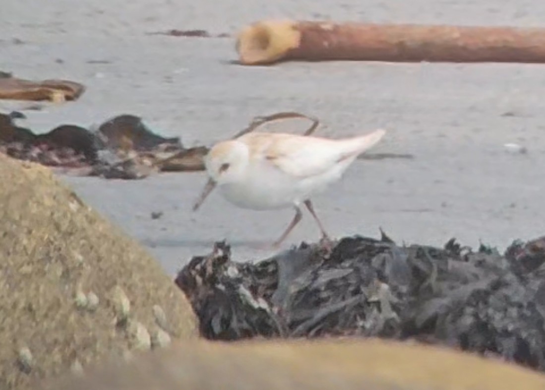 Гурвалж элсэг - ML641656997