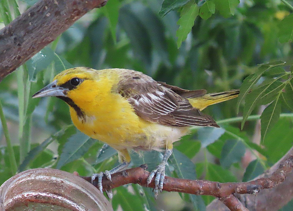 Bullock's Oriole - ML641657001