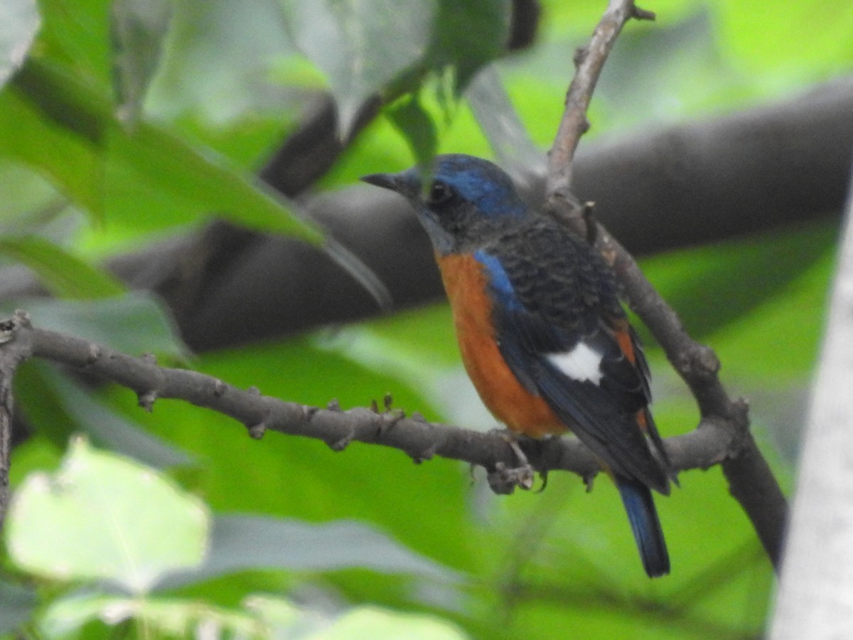 Blue-capped Rock-Thrush - ML641657003
