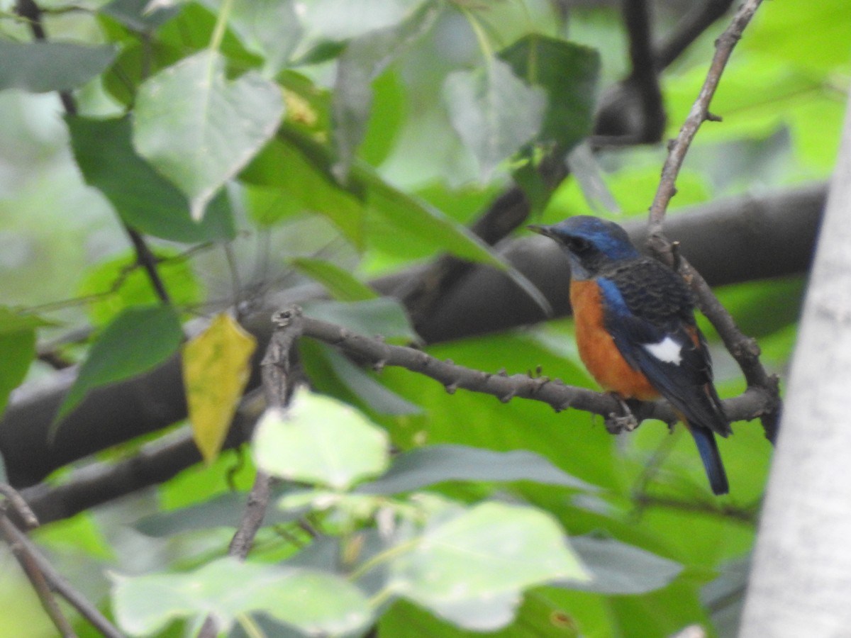 Blue-capped Rock-Thrush - ML641657004