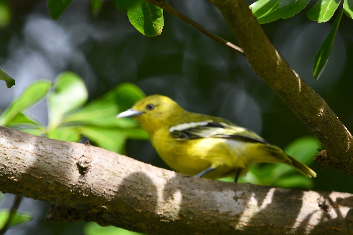 Common Iora - ML641657027