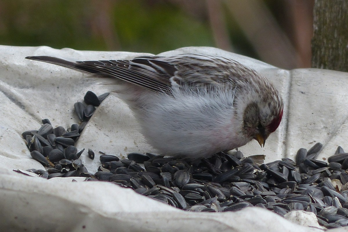 Redpoll (Hoary) - ML641657043