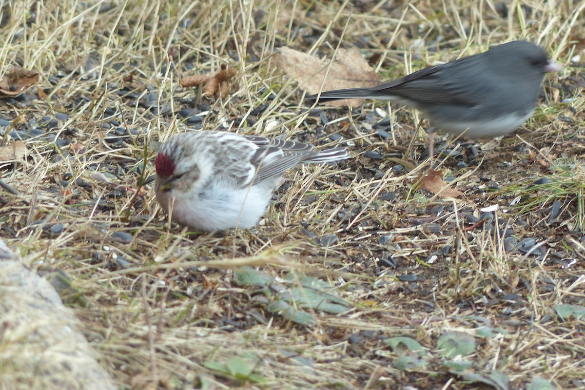 Redpoll (Hoary) - ML641657046