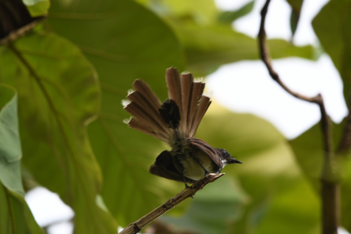 Malaysian Pied-Fantail - ML641657048