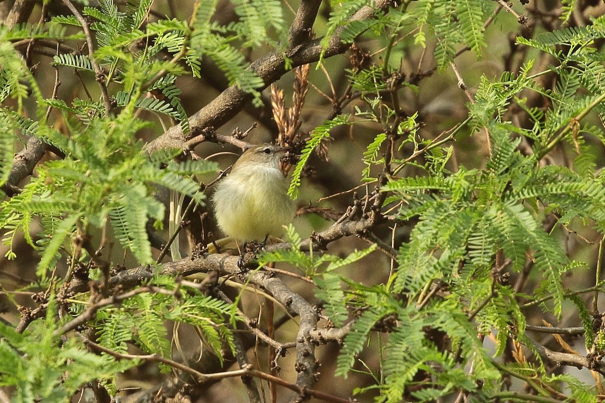 bruntyrannulett (murinus/wagae) - ML641657052