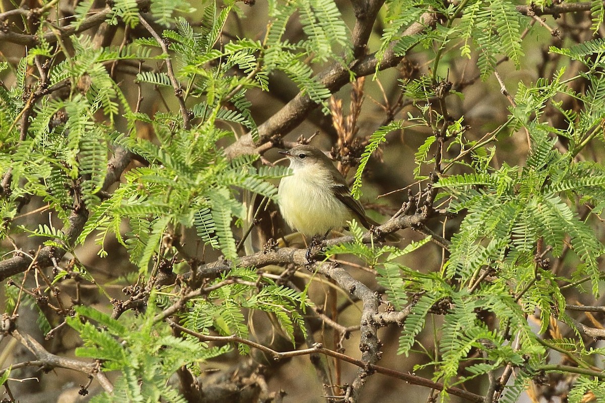 bruntyrannulett (murinus/wagae) - ML641657053