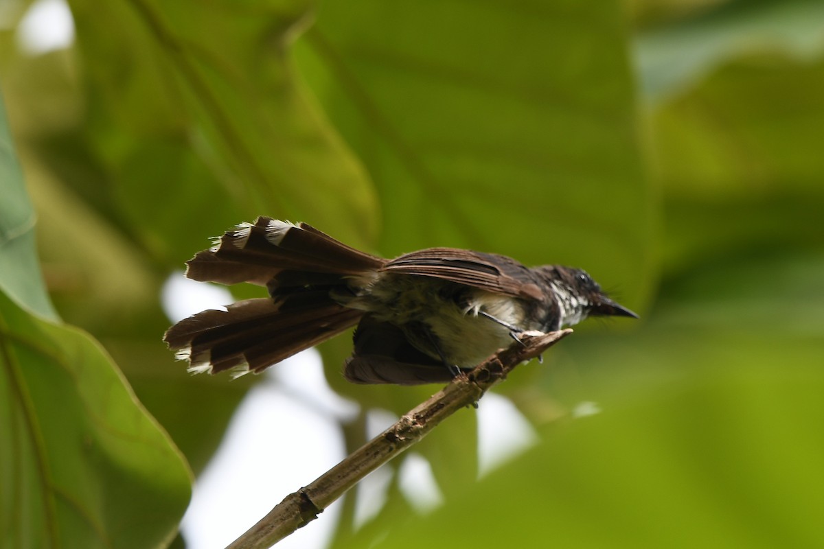Malaysian Pied-Fantail - ML641657055