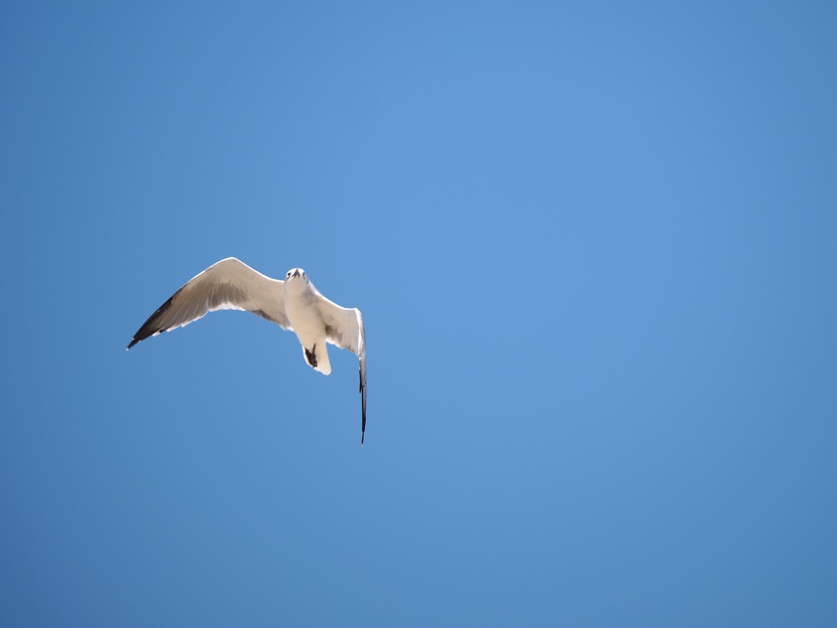 Laughing Gull - ML641657077