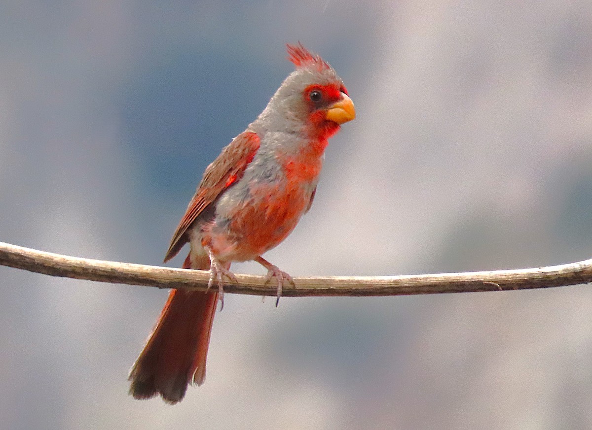 Pyrrhuloxia - ML641657094
