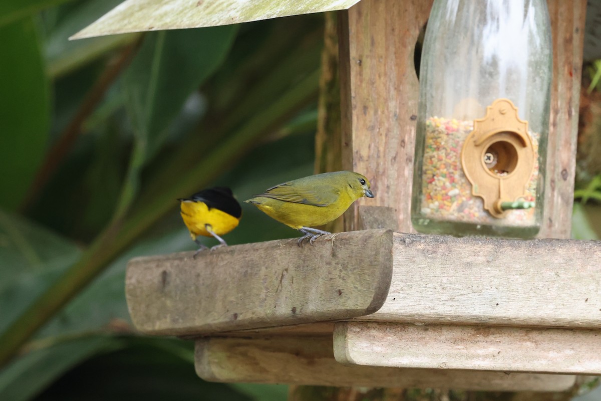 Violaceous Euphonia - ML641657108