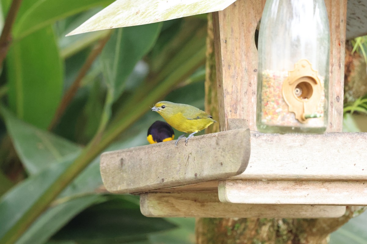 Violaceous Euphonia - ML641657109